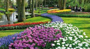 Keukenhof, le plus beau parc floral au monde!