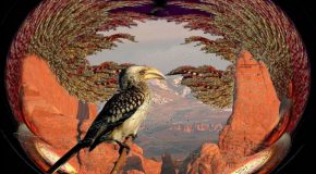 Les plus beaux oiseaux du monde dans des décors avec de sublimes paysages