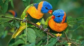 Les oiseaux du Brésil, des animaux au charme incomparable!