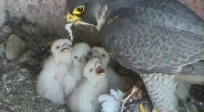 La naissance des faucons, des images toutes belles pour tous!