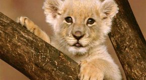 Sublimes clichés d’animaux et le plein de conseils pour une vie meilleure
