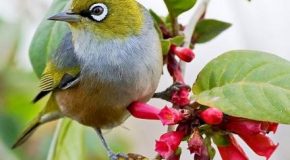Les plus adorables des oiseaux d&rsquo;Australie plus une musique relaxante