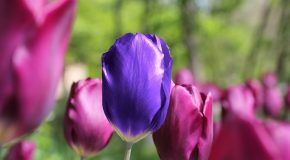 Les fleurs, de merveilleuses créations qui séduisent!