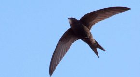 Le groupe « Les Compagnons de la Chanson » chante « Si Tous les Oiseaux… »