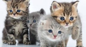 Des chatons, des vœux et une nouvelle année déjà oubliée!