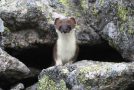 Splendeurs des Alpes, la faune et la flore rayonnent!