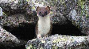 Splendeurs des Alpes, la faune et la flore rayonnent!