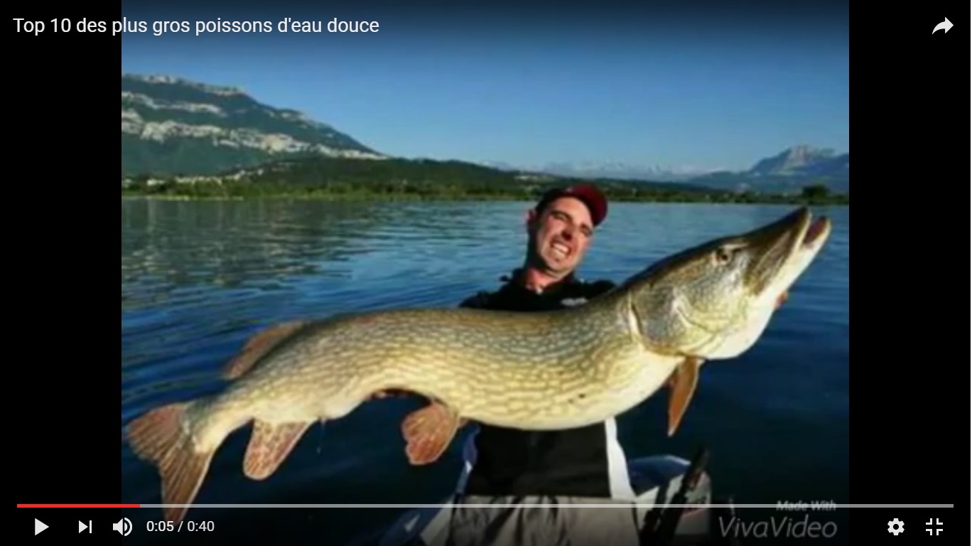 Les plus grands et plus beaux poissons d