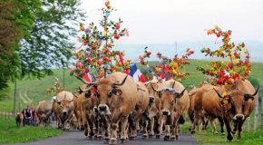 Migration du bétail à Aubrac en France, c&rsquo;est la fête!