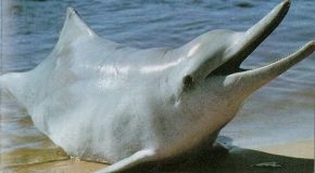Des espèces animales hélas disparues, l’humain est responsable!