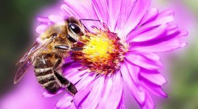Les abeilles, toute une histoire que chacun devrait connaître!