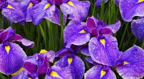 Beauté de l&rsquo;iris, l&rsquo;orchidée des pauvres pour les amoureux des fleurs