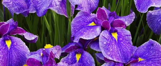 Beauté de l’iris, l’orchidée des pauvres pour les amoureux des fleurs