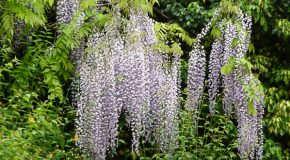Les glycines, ces jolies fleurs venues du Japon