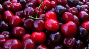 Les cerises, des fruits très appréciés partout dans le monde