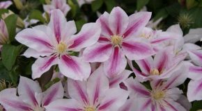 Les clématites, des fleurs avec 30  espèces toutes magnifiques!