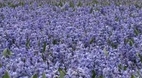 Les jacinthes, des fleurs aux couleurs chatoyantes et belles