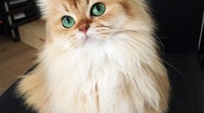 La journée du chat, l’adorable compagnon qui ne fait pas que des bêtises.