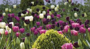 Les tulipes, des merveilles pour les fans de la nature!