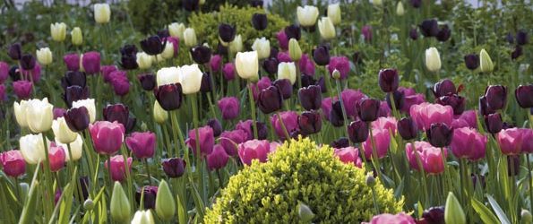 Les tulipes, des merveilles pour les fans de la nature!