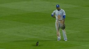 Un match de baseball interrompu par un chat très adorable!
