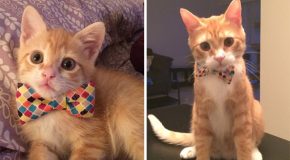 Photos de chats, jeunes et quelques années plus tard.