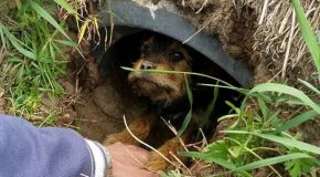 Un couple sauve une chienne trouvée et l’adopte pour la vie.
