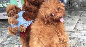 Il confectionne un sac à dos pour que son chien puisse porter son petit!