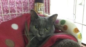 Shamo, la chatte de refuge qui a toujours l’air  énervée