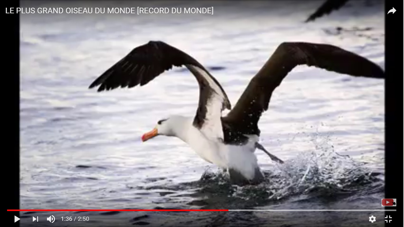 Les plus grands oiseaux du monde, une vraie découverte!