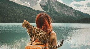 Un chat voyage avec ses maîtres et il est devenu une star sur le Web
