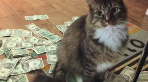 Un chat vole de l’argent pour le donner aux SDFs