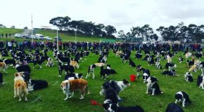 Nouveau record du monde du plus grand nombre de Border Collies ensemble