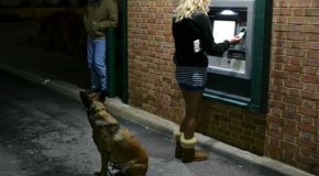 Des chiens comme gardiens aux guichets automatiques