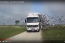 Scène très surprenante avec des milliers d’oiseaux dans un camion!