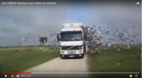 Scène très surprenante avec des milliers d’oiseaux dans un camion!