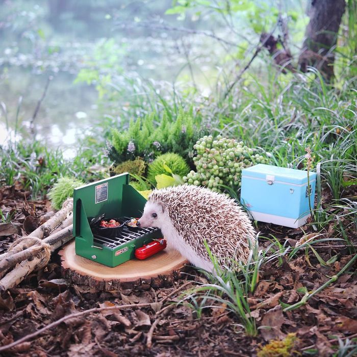 Le hérisson le plus célèbre d'Instagram fait du camping