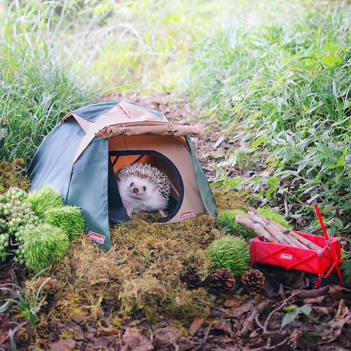 Le hérisson le plus célèbre d'Instagram fait du camping
