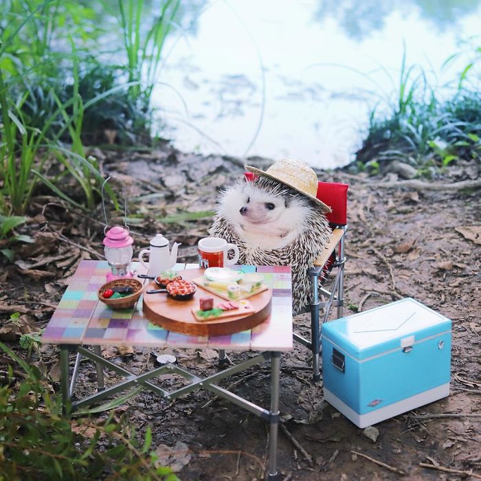 Le hérisson le plus célèbre d'Instagram fait du camping