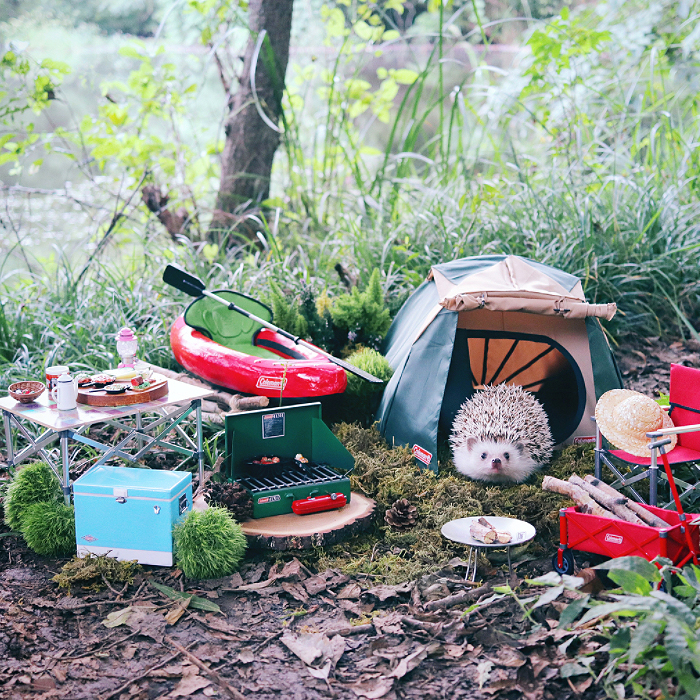 Le hérisson le plus célèbre d'Instagram fait du camping