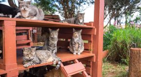 Un paradis rien que pour les chats, il se trouve à Lanai à Hawaii
