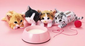 Ces chatons ne sont pas des peluches, mais des trousses!