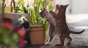 Les chats karatékas capturés en image par un photographe Japonais