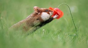 Des hamsters heureux dans la nature,  c’est beau la liberté!
