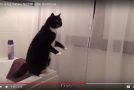 Les chats et les miroirs, des scènes incroyables et drôles