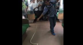Un serpent dans un train parmi les voyageurs, une panique de courte durée!
