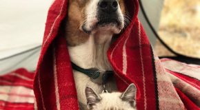 Un chat et un chien sauvés d’un refuge vivent une belle amitié en plein air!
