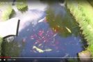 Un bassin et des centaines de poissons rouges