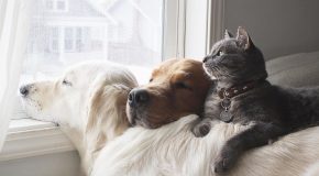 Deux chiens et un chat, trois amis très complices en tout!