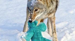 Un coyote joue avec une peluche comme un chien ou un enfant!